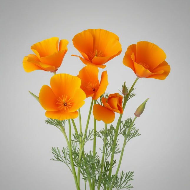 Poppy California Orange Seeds – Heirloom Native Wildflower