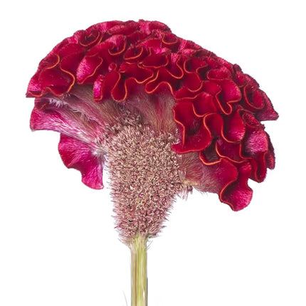 Zinnia, mélange de State Fair