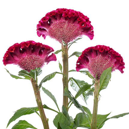 Zinnia, mélange de State Fair