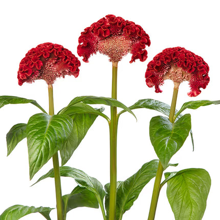 Zinnia, mélange de State Fair