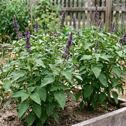 Black Chia Seeds – Heirloom Nutrient-Rich Functional Plant