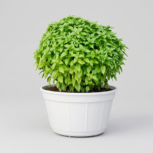 Basil Spicy Globe Seeds – Heirloom Compact Spicy Culinary Classic
