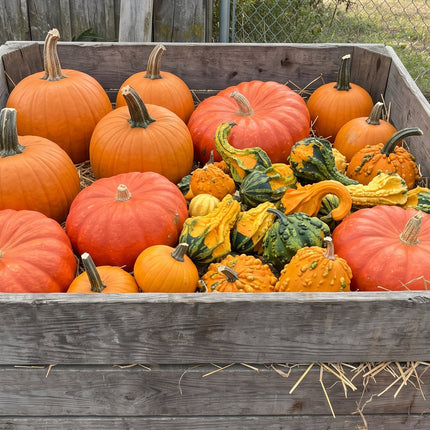 A large weathered wooden crate filled with assorted pumpkins and gourds, photographed outdoors on a farm with hay, fence, and rustic background visible.