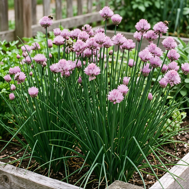 Chives Seeds – Heirloom Onion-Flavored Culinary & Ornamental Classic