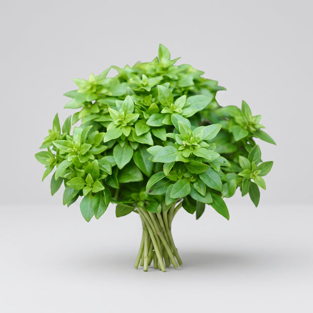 Basil Spicy Globe Seeds – Heirloom Compact Spicy Culinary Classic