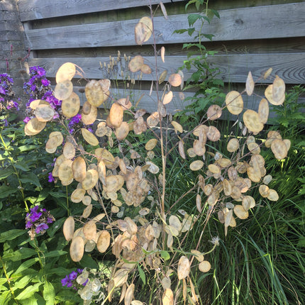 Money Plant Seeds – Heirloom Silver Dollar Classic