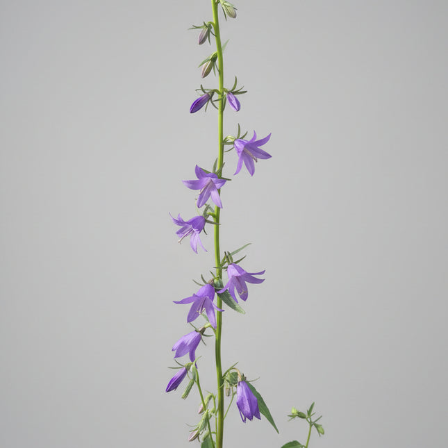 Campanula, Creeping Seeds – Heirloom Perennial Groundcover Classic