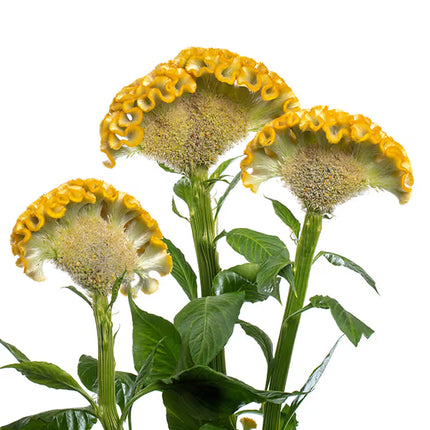 Zinnia, mélange de State Fair