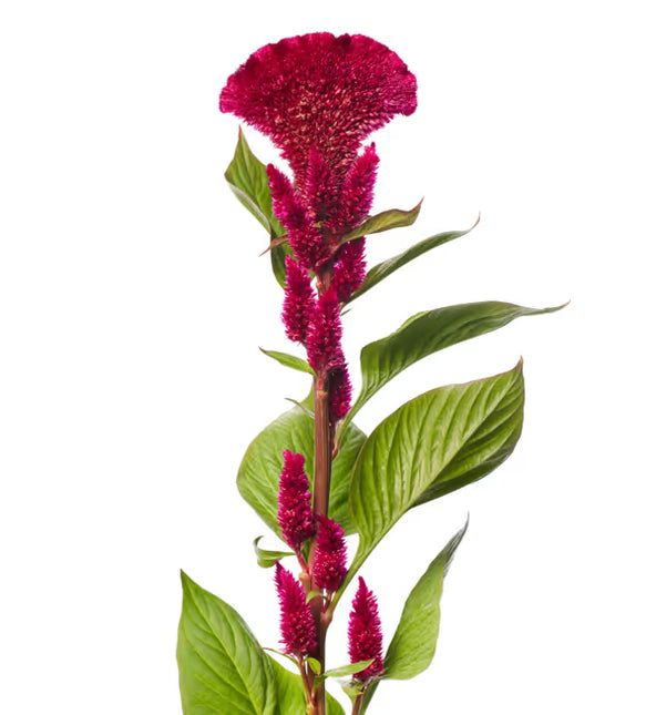 Zinnia, mezcla de feria estatal