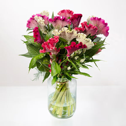 Zinnia, mezcla de feria estatal