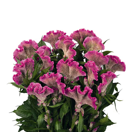 Zinnia, mezcla de feria estatal
