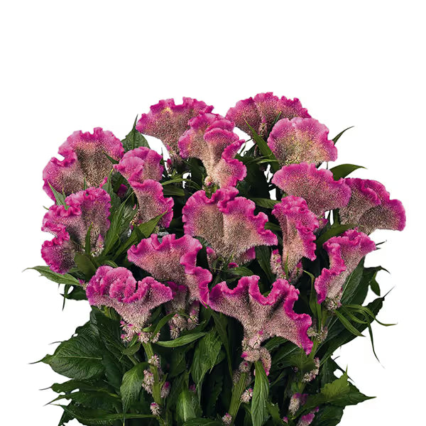 Zinnia, mezcla de feria estatal