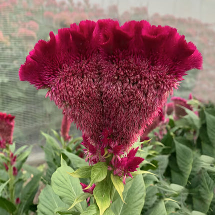 Zinnia, mezcla de feria estatal