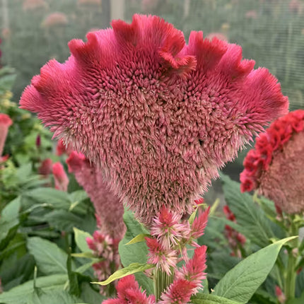 Zinnia, mezcla de feria estatal