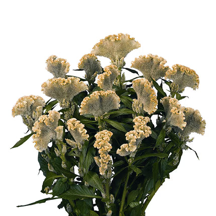 Zinnia, mezcla de feria estatal