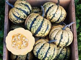 Sweet Dumpling Squash