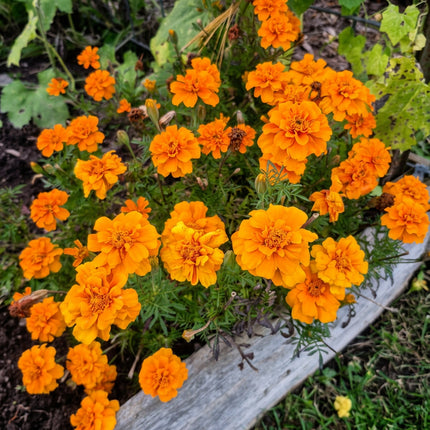 Marigold Wild Tagetes Seeds – Heirloom Aromatic Botanical Classic