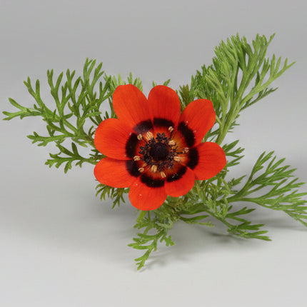 Adonis (Summer Pheasant's Eye) Seeds – Ornamental Heirloom
