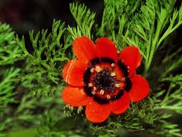 Fleurs sauvages, mélange