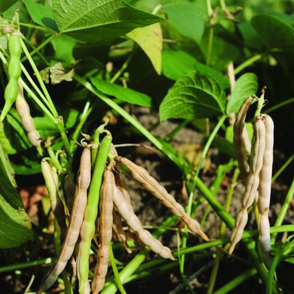 Bean Adzuki Seeds – Heirloom Specialty Legume