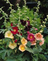 Hollyhock, Ficifolia SF