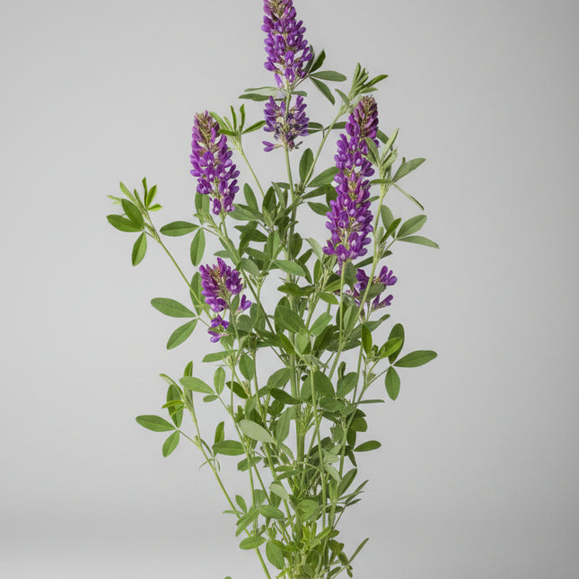 Alfalfa Seeds – Heirloom Soil Builder & Microgreen Favorite