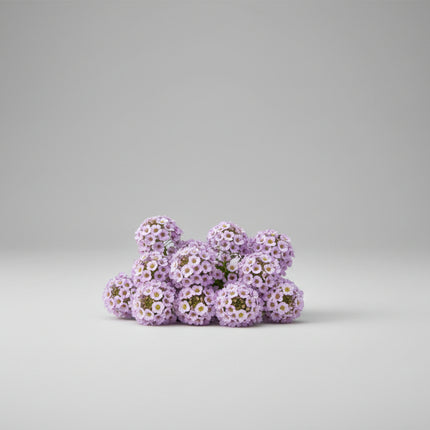 Alyssum Wonderland Lavender Seeds – Compact Sweet Alyssum Classic