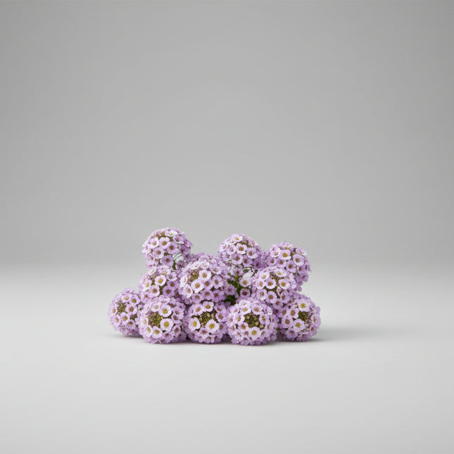 Alyssum Wonderland Lavender Seeds – Compact Sweet Alyssum Classic