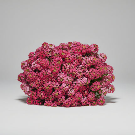 Alyssum Wonderland Deep Rose Seeds – Compact Sweet Alyssum Classic