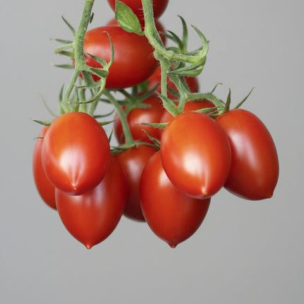 Tomate, pasta Amish