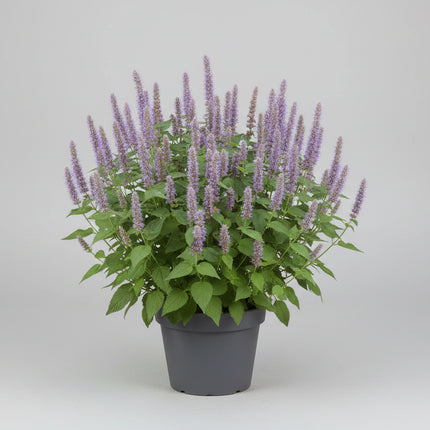 Anise Hyssop Seeds – Heirloom Sweet Fragrant Favorite