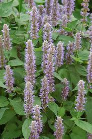 Anise hyssop