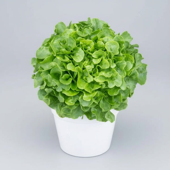 Lechuga, Baby Oakleaf