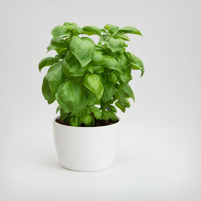 Basil Italian Seeds – Heirloom Classic Aromatic Culinary Standard