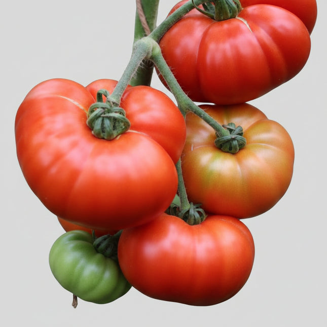 Tomate, Bistec Grande