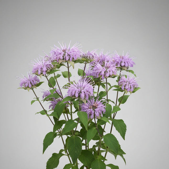 Bergamot Wild Seeds – Heirloom Native Perennial & Bee Balm