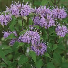 Wild Bergamot