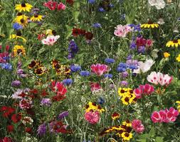 Bird & Butterfly Flower Mix