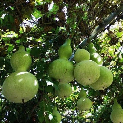 Gourd Birdhouse Seeds – Heirloom Craft Favorite