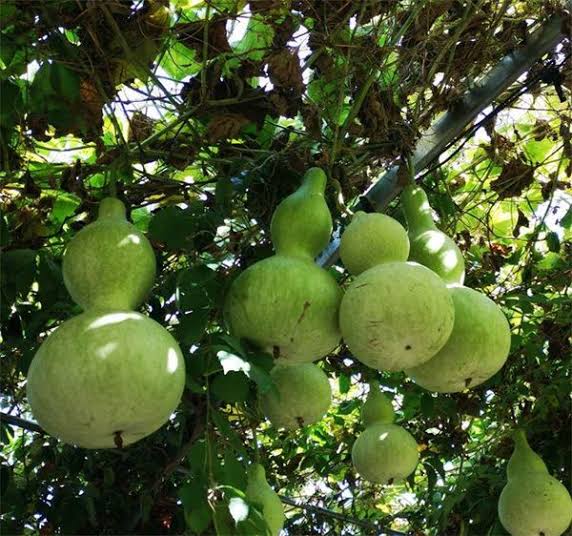 Calabaza, "CASA DE PÁJAROS"