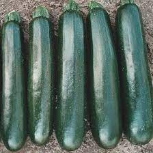 Zucchini, Black Beauty