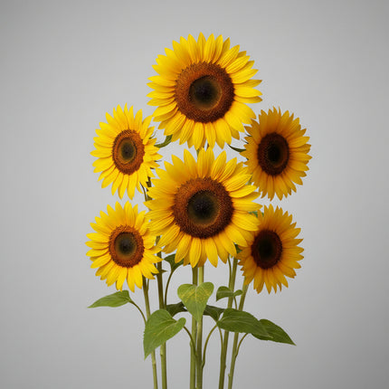 Sunflower Black Oil Seeds – Heirloom High-Energy Multi-Purpose Favorite