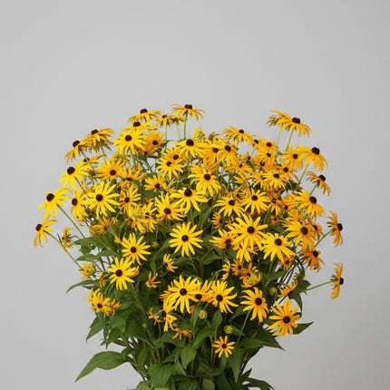Rudbeckia Black Eyed Susan Seeds – Heirloom Golden Native Classic
