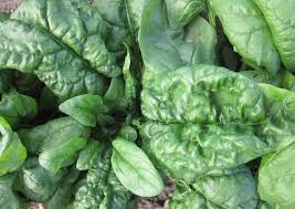 Spinach, Bloomsdale