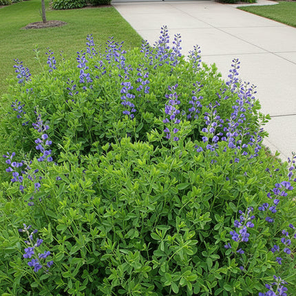 Blue Indigo Seeds – Heirloom Native Flowering Perennial