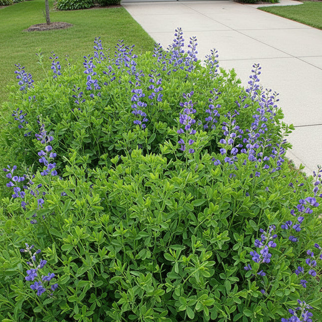 Blue Indigo Seeds – Heirloom Native Flowering Perennial