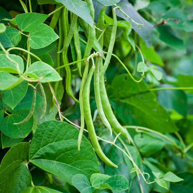 Bean Pole Bean Blue Lake Seeds – Heirloom, Heavy Yielder