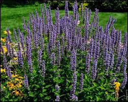 Blue Hyssop