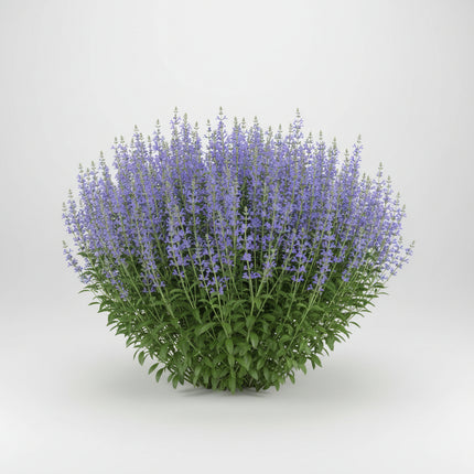 Blue Indigo Seeds – Heirloom Native Flowering Perennial