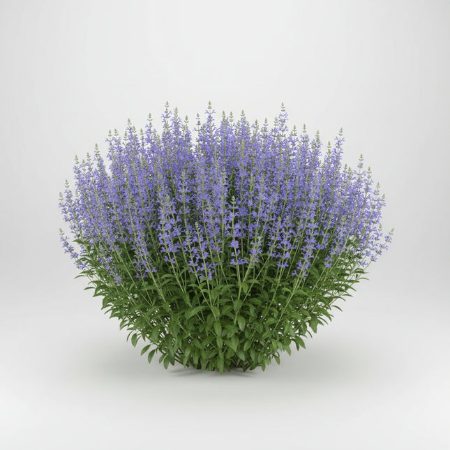 Blue Indigo Seeds – Heirloom Native Flowering Perennial
